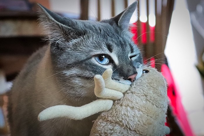 おもちゃをくわえて運ぶ猫