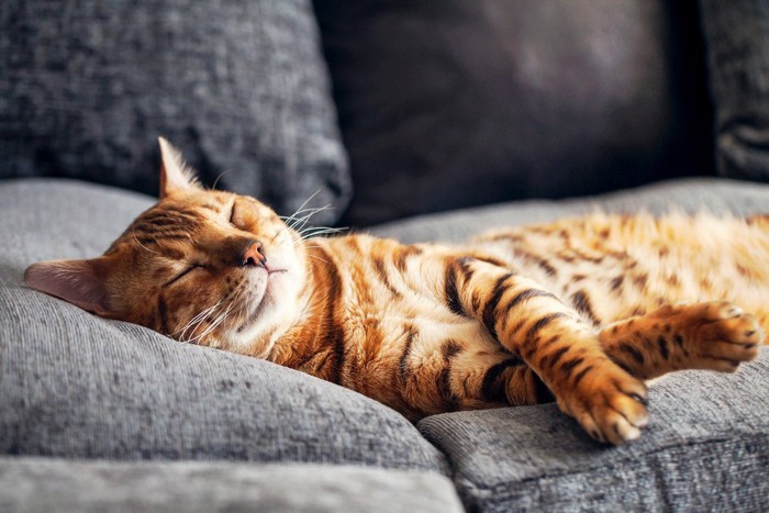 ソファでくつろぐ猫
