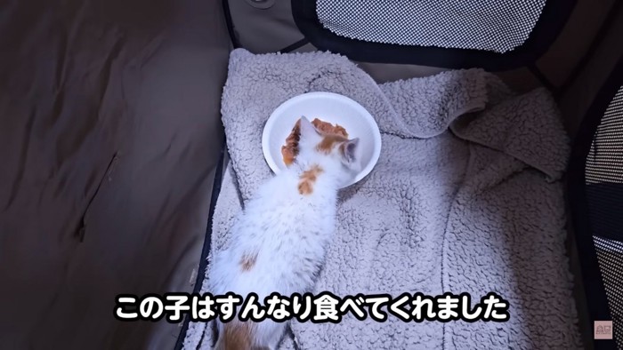 ご飯を食べる子猫