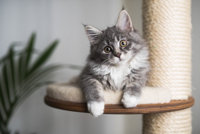 飼い主の顔を見つめる猫
