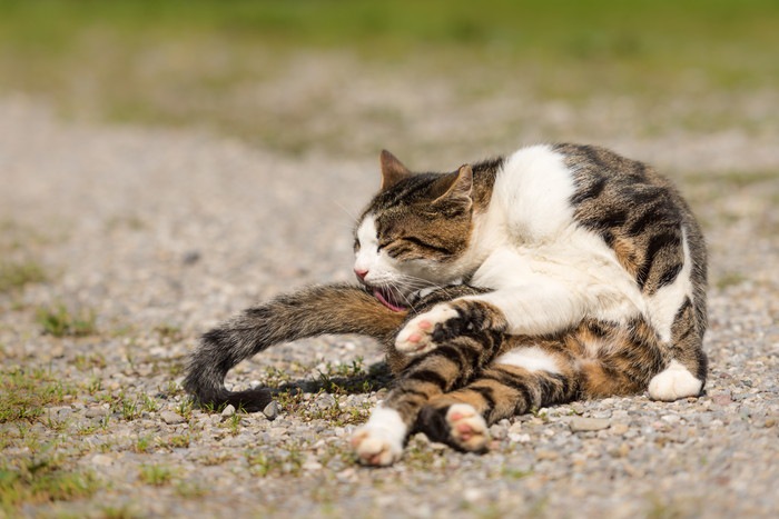 グルーミングする猫