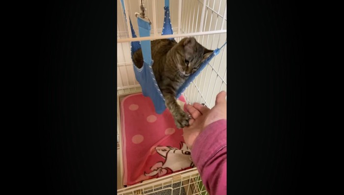 猫パンチ3