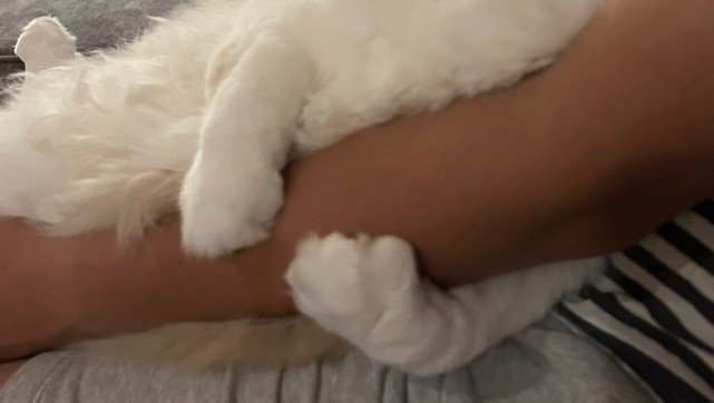 腕にしがみつく猫（前足部分のアップ）