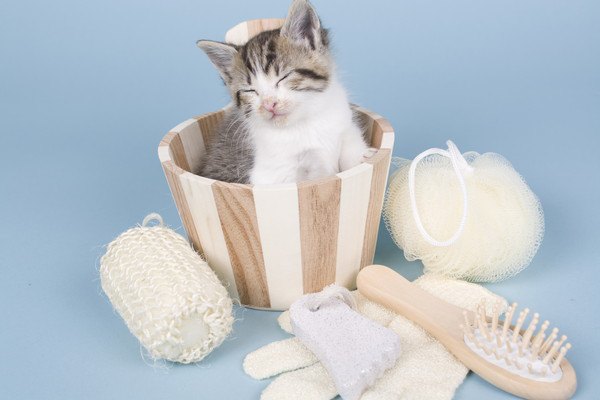 子猫と並ぶシャンプーセット