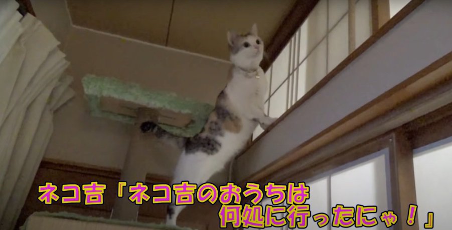 キャットタワーの上の猫