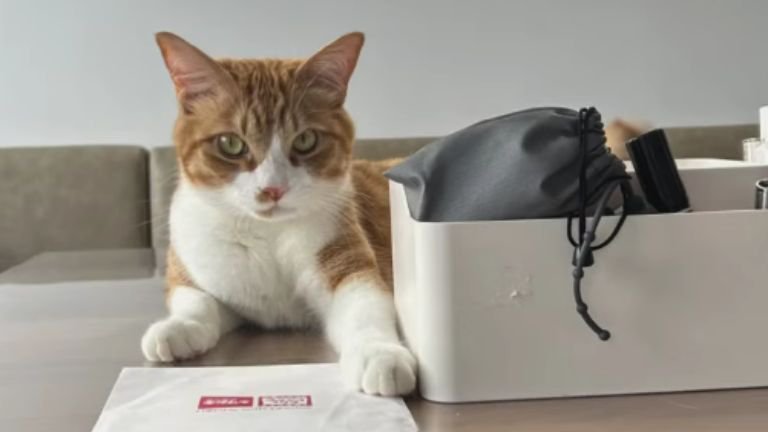 室内にいる猫