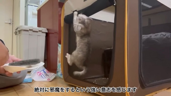 トイレ掃除を妨害する仔猫