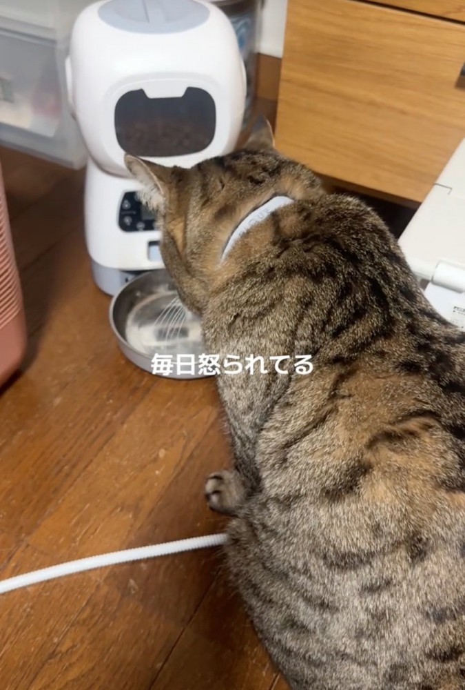 ご飯を出そうとする猫