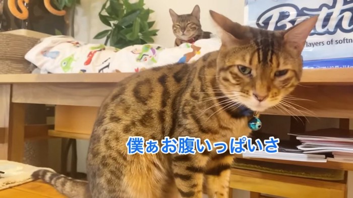 椅子に座る青い首輪の猫