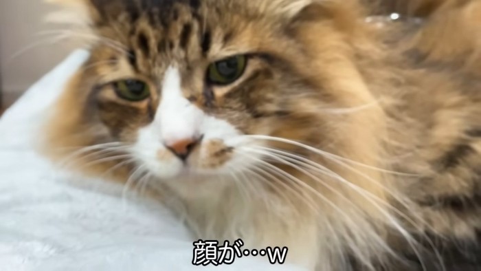 猫の顔