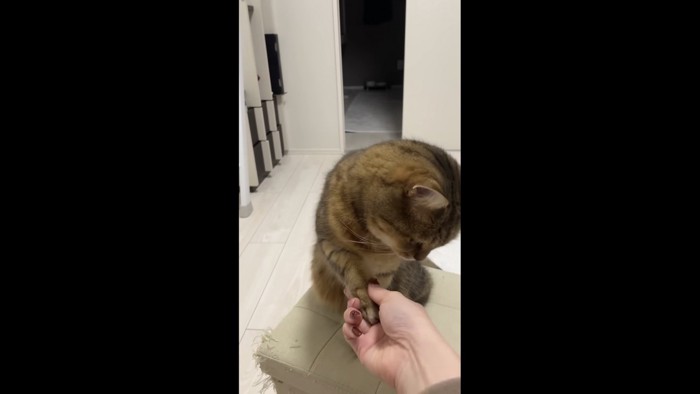 おかわりしている写真