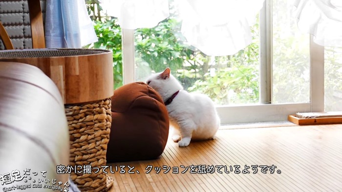 クッションの近くに座る猫