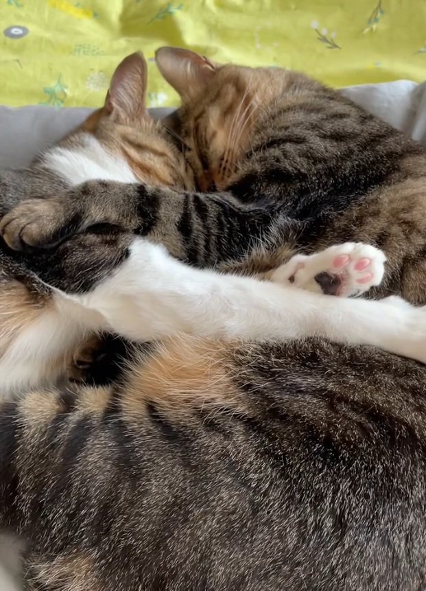 眠る2匹の猫