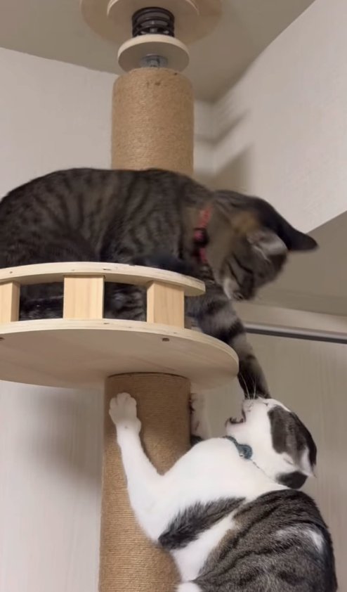 キャットタワーの上でキジ白を殴るキジトラ