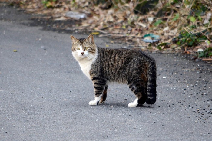 野良猫