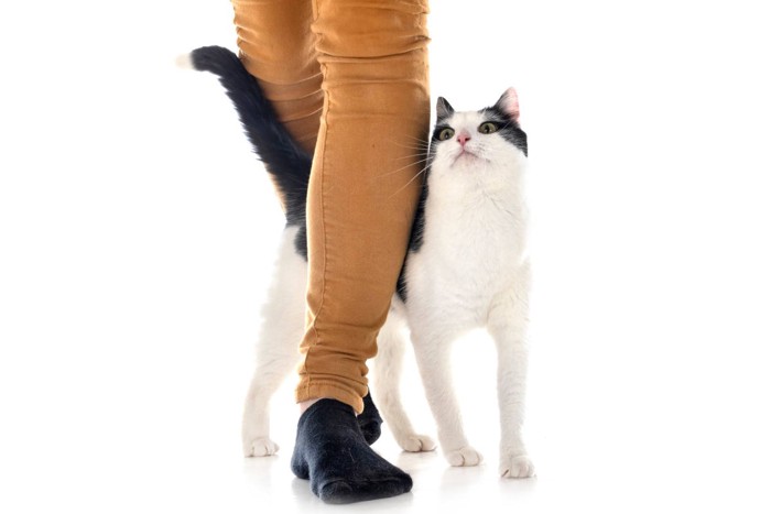 男性の足にスリスリする猫