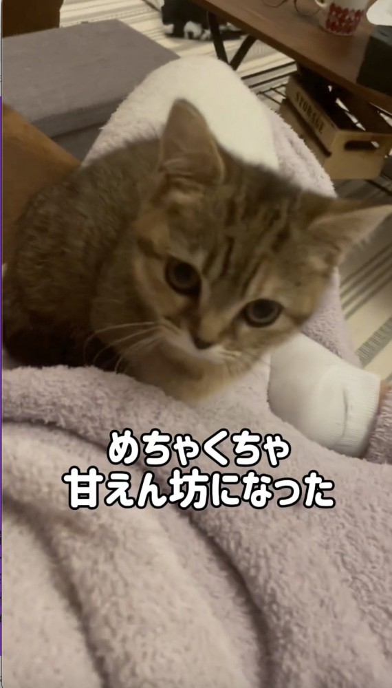 飼い主さんの足の上に乗る猫