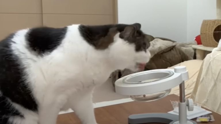 納豆を食べる猫