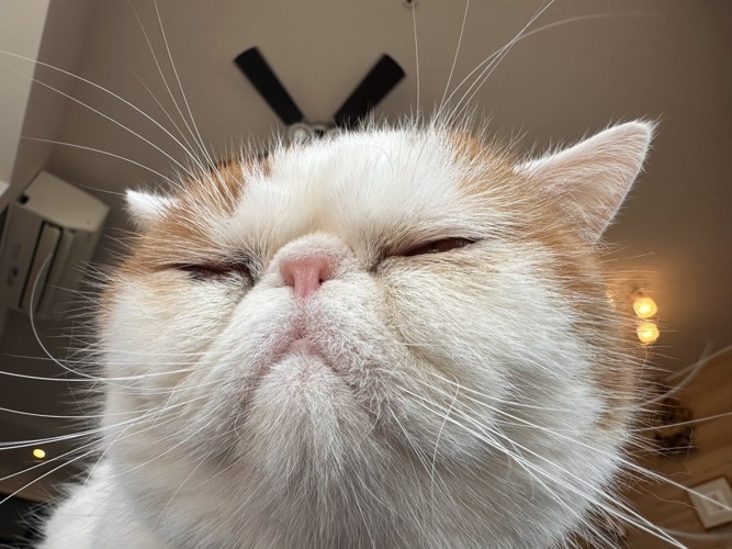 寝ている猫