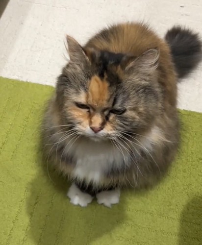 怒る猫