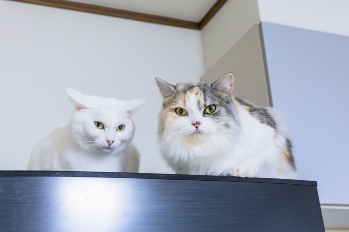 イカ耳で冷ややかな猫達