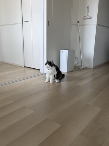前を見る猫
