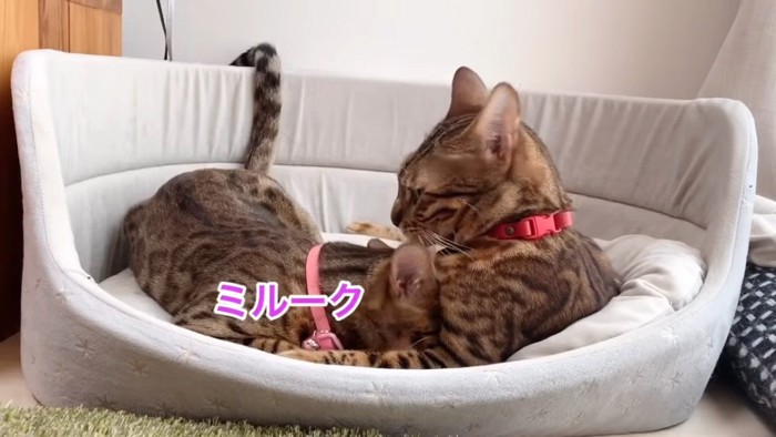 赤い首輪の猫に顔を埋める猫