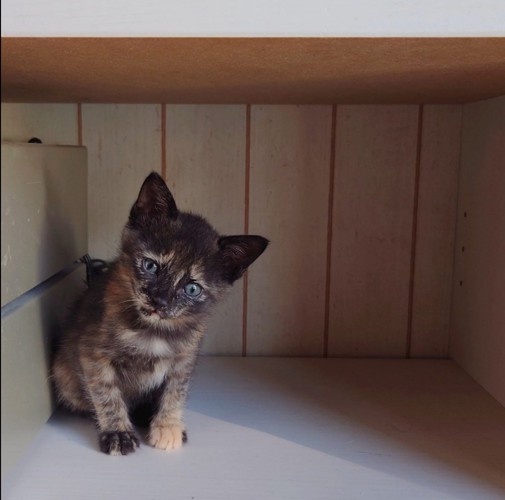 こちらを見つめる子猫