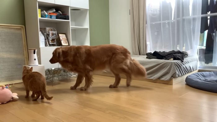 おやつの機械の前にいる犬と猫