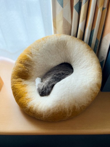 中で眠る猫