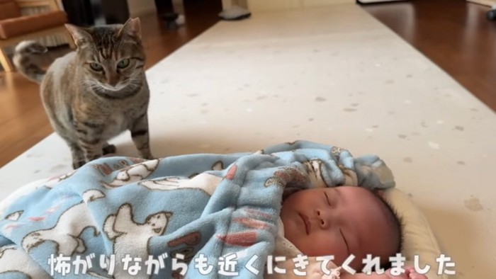 近寄る猫