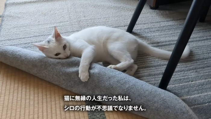 カーペットをケリケリする猫