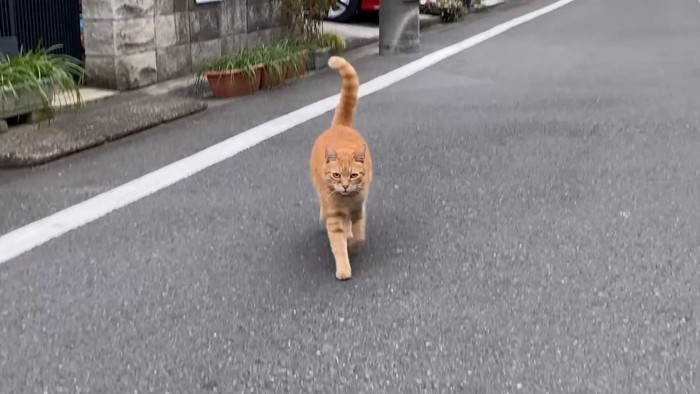 走ってくる猫