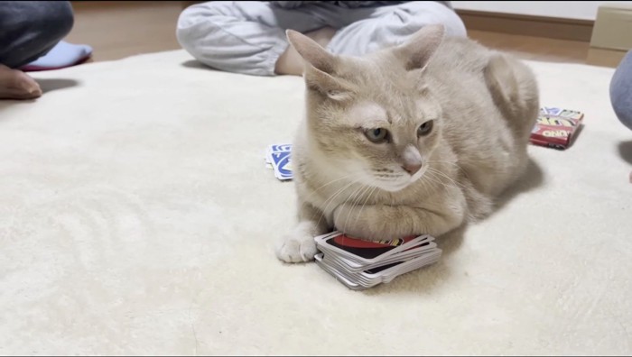 カードゲームをする家族たちを見つめるクリーム色の猫