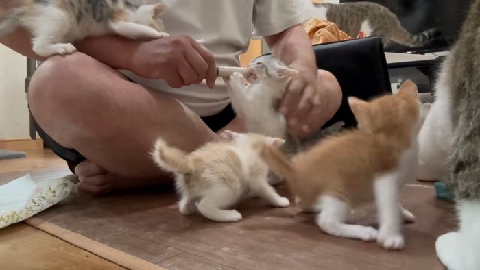 立ち上がってシリンジをくわえ前足を添える子猫と、周りに集まる子猫たち