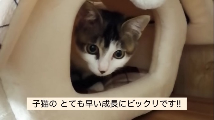 小屋の中に入る猫