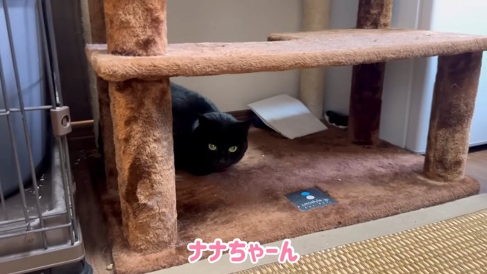 黒猫