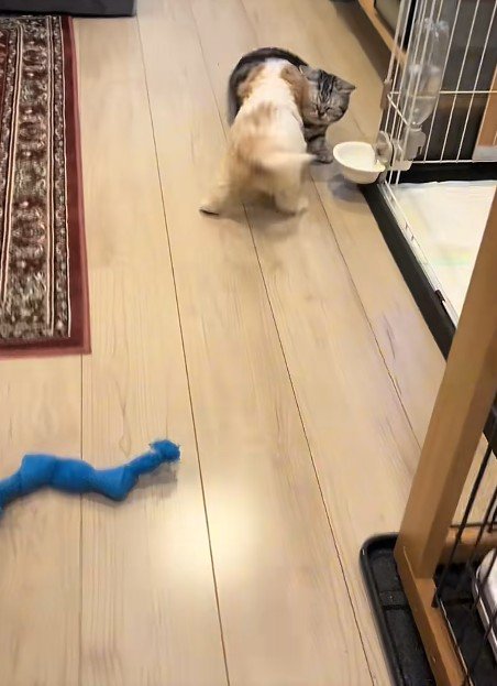 猫に駆け寄る犬