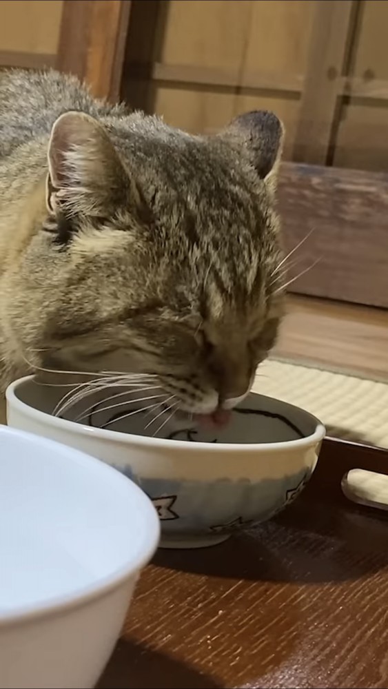 ご飯を食べる猫