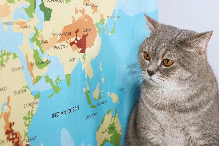 世界地図と猫