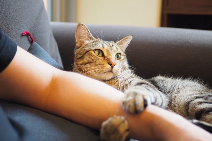 飼い主の腕を抱える猫