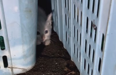 カゴの間にいる子猫
