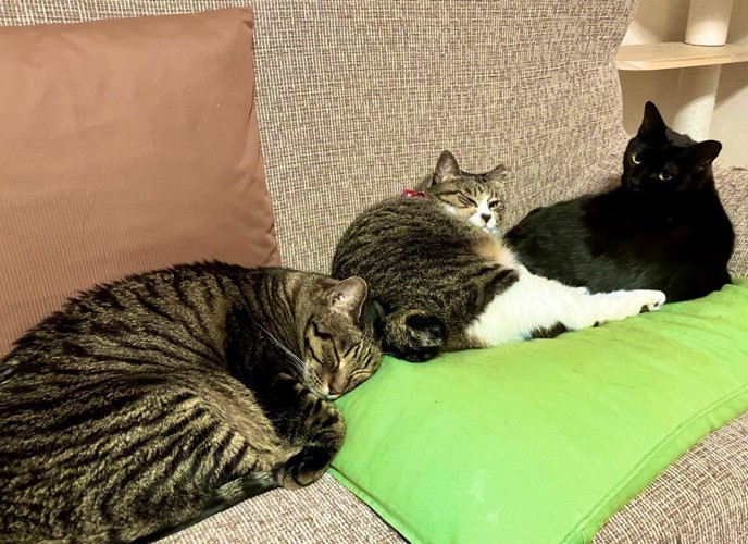 ソファーに座る3匹の猫