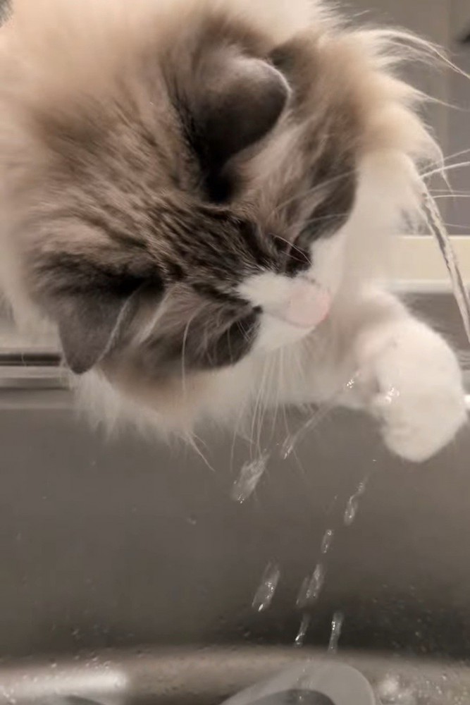 前足で水を触る猫