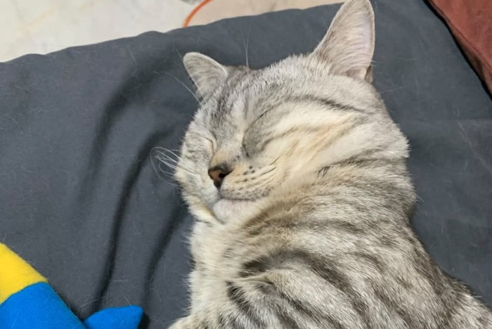 眠る猫の寝顔