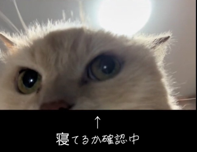 カメラ前に現れるミーにゃちゃん