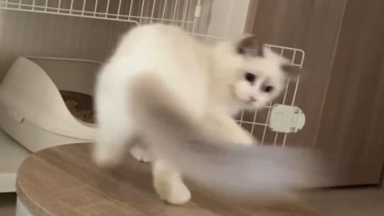 回っている猫