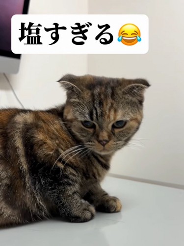下を向く猫