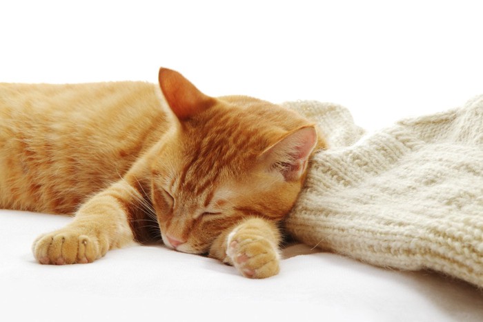 寝ている猫