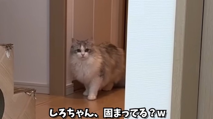 驚いて固まっている猫